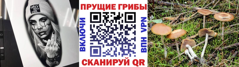 Галлюциногенные грибы Cubensis Домодедово